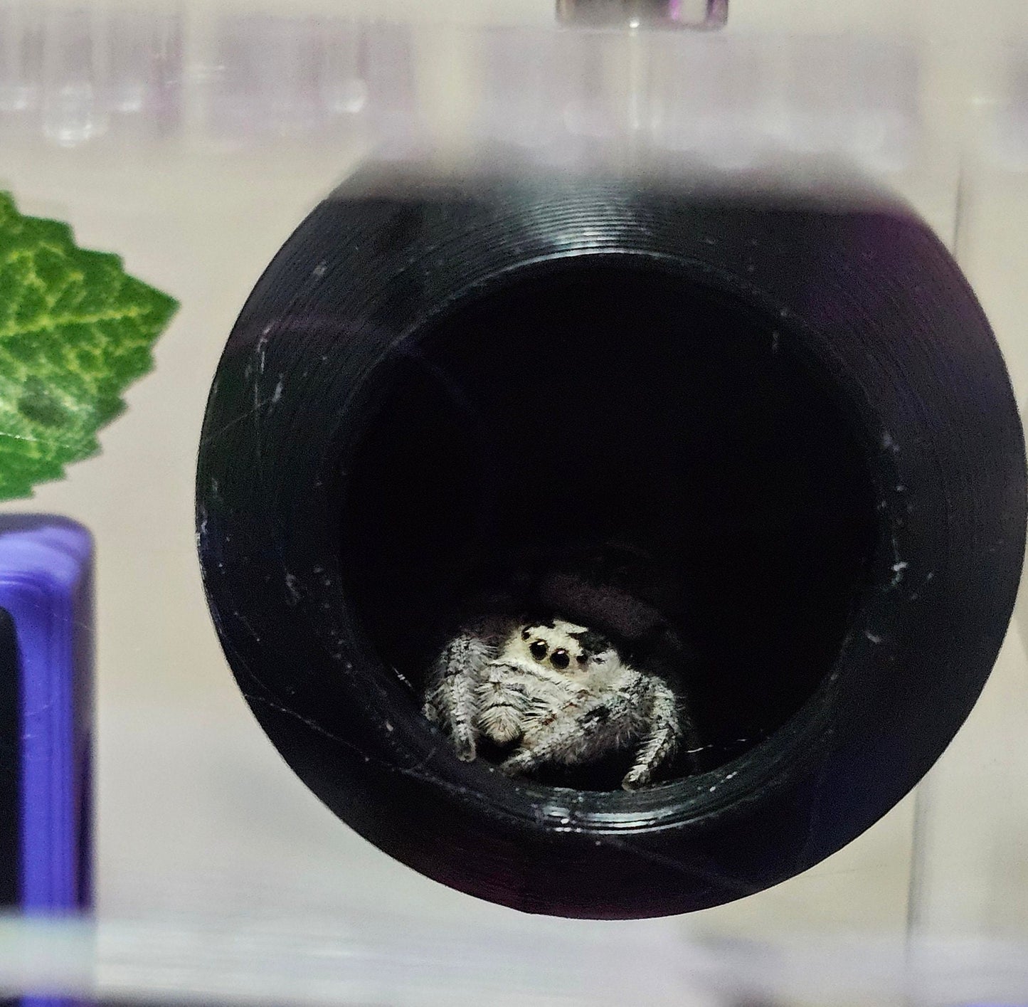 Sphere Hide for Jumping Spiders or arboreal Tarantula Slings/Juveniles, magnetic Top Install
