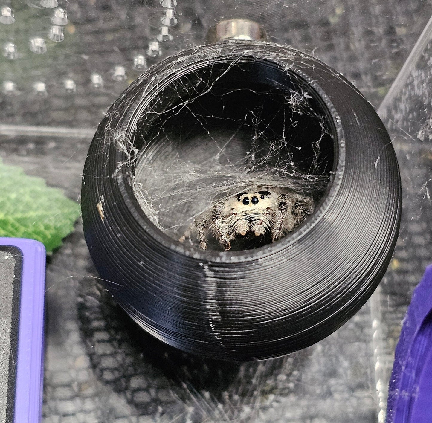 Sphere Hide for Jumping Spiders or arboreal Tarantula Slings/Juveniles, magnetic Top Install
