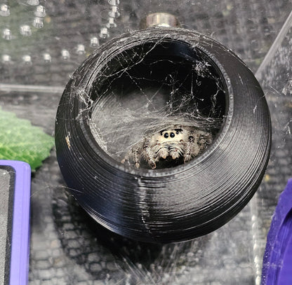 Sphere Hide for Jumping Spiders or arboreal Tarantula Slings/Juveniles, magnetic Top Install