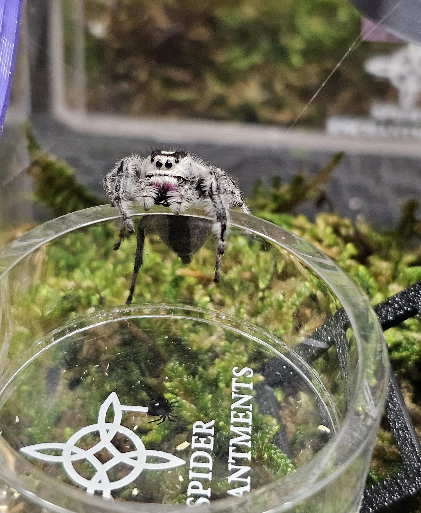 Jumping Spider Food Bowl with Magnets  1.75"x 0.75"H