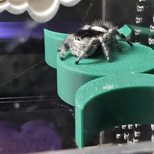 Triple Moon Goddess Jumping Spider Ledge/shelf, magnetic