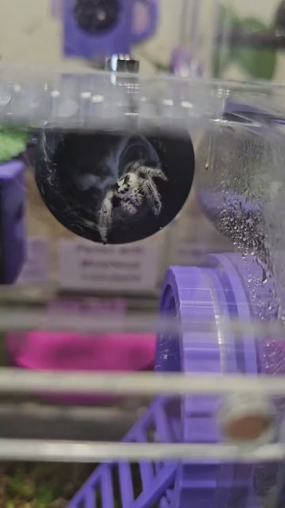 Sphere Hide for Jumping Spiders or arboreal Tarantula Slings/Juveniles, magnetic Top Install